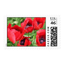 Poppy Postage Stamp 2
