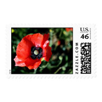 Poppy postage stamps stamps