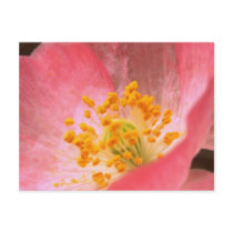 poppy postcards