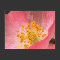 poppy postcards by stucker111 poppy postcards
