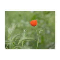 Poppy Postcards