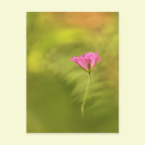Poppy postcards