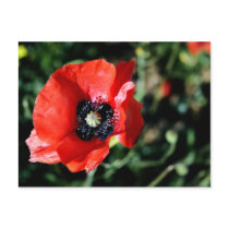 Poppy Postcard postcards