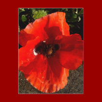 Poppy postcards by JenuArt Poppy postcards