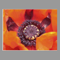 Poppy Postcard postcards