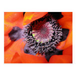 poppy postcards