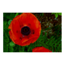 Poppy posters by Prometheus Poppy posters