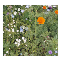 Poppy posters by PhotographersEye Poppy posters