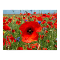 Poppy posters by photomorgana Poppy posters