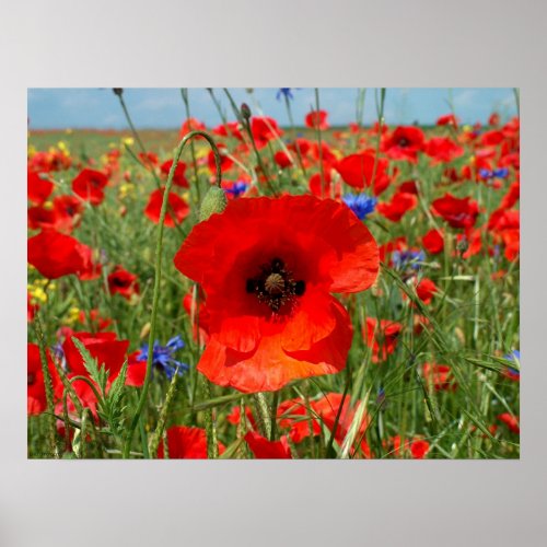 Poppy print