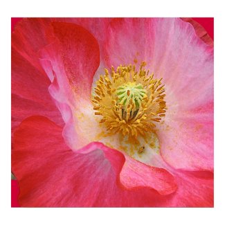 Poppy print