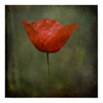 Poppy poster posters