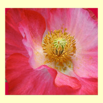 Poppy posters