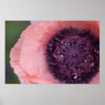 Poppy Print