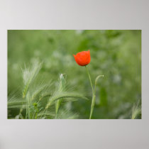 Poppy Posters