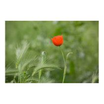 Poppy posters