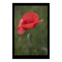 Poppy. Poster by cARTerART posters by cARTerART Poppy. Poster by cARTerART posters