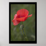 Poppy. Poster by cARTerART