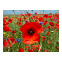 Poppy posters by photomorgana Poppy posters