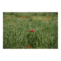 Poppy posters