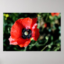 Poppy Print posters
