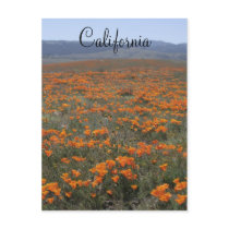 Poppy Reserve postcards
