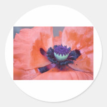 poppy round sticker
