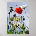 Poppy Summer Poster Print