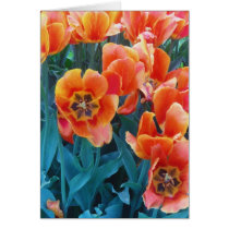 Poppy Tulips Greeting Card