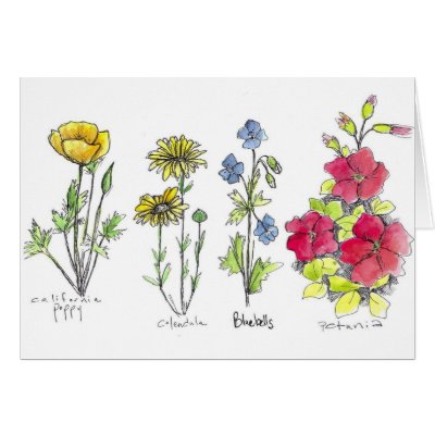 drawings of wildflowers