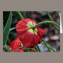Poppy with Raindrops cards