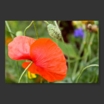 Poppycock Poster posters