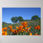 "Poppyscape" posters