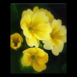 Pops of Yellow 8x10 Photo photography