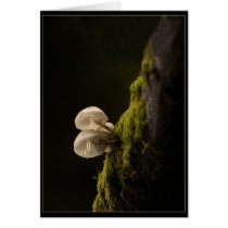 Porcelain catchlight. cards