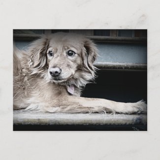 Porch Dog on Steps with Sad Eyes postcard