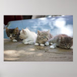 Porch Kittens Poster