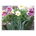 Porch Plants posters