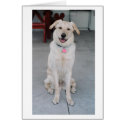 Porch Pooch cards by colaboy29 Porch Pooch cards