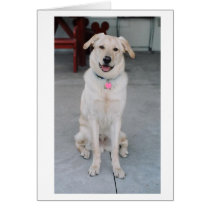 Porch Pooch cards by colaboy29 Porch Pooch cards