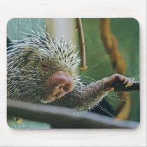 Porcupine 2  Mousepad
