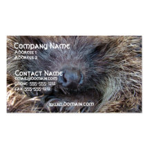 Porcupine Business Card