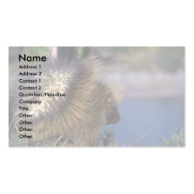 Porcupine Business Card