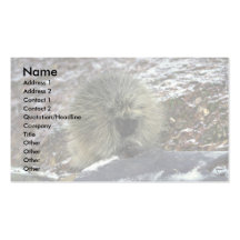 Porcupine Business Cards