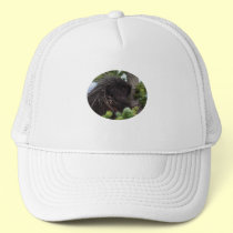 porcupine hats