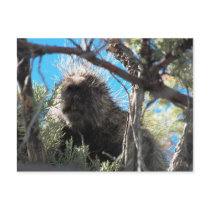 Porcupine On Our Property 5-20-12 Post Card