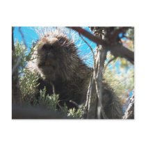 Porcupine On Our Property 5/20/12 Post Cards