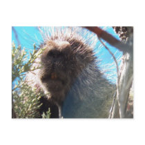 Porcupine Postcard