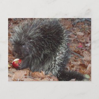 porcupine postcard
