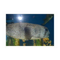 Porcupine Puffer posters